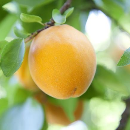 Natural active Apricot